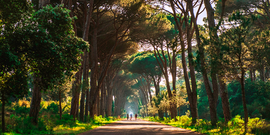 Parco Regionale Migliarino, San Rossore, Massaciuccoli
